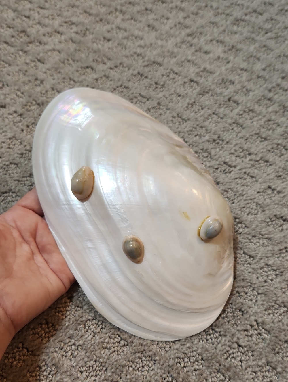 Shell Decor Iridescent Mother-of-Pearl Decorative Bowl Creamy White Iridescence - Picture 4 of 12